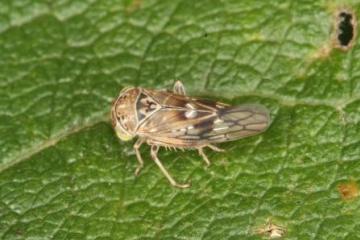 Idiocerus lituratus Copyright: Peter Harvey