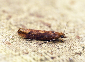 Ypsolopha ustella 1 Copyright: Ben Sale