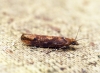 Ypsolopha ustella 1 Copyright: Ben Sale