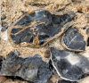 Tilty Church  Fossil Sponge in flint 31 17 June 2025