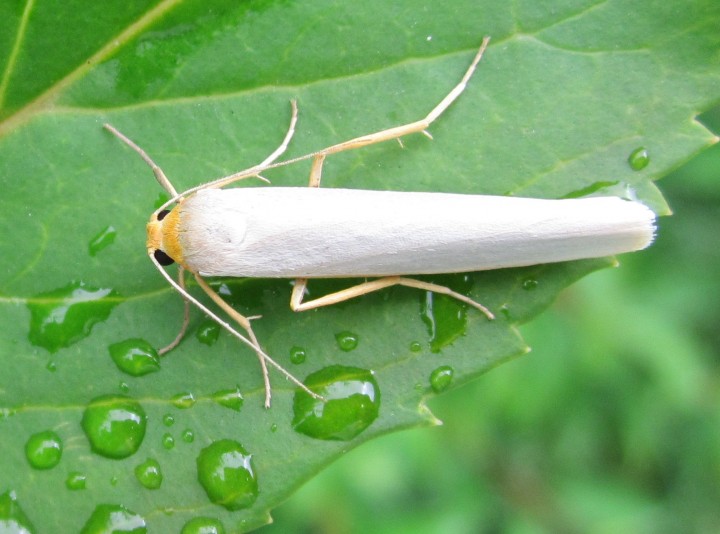 Hoary Footman 2013 Copyright: Kathleen Black