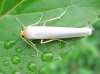 Hoary Footman 2013 Copyright: Kathleen Black