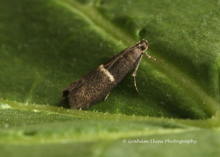 Syncopacma larseniella Copyright: Graham Ekins