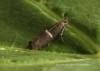 Syncopacma larseniella