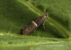 Syncopacma larseniella Copyright: Graham Ekins