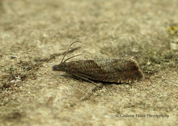 Dichrorampha acuminatana 2 Copyright: Graham Ekins