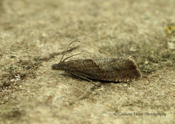 Dichrorampha acuminatana 2 Copyright: Graham Ekins