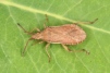 Ceraleptus lividus