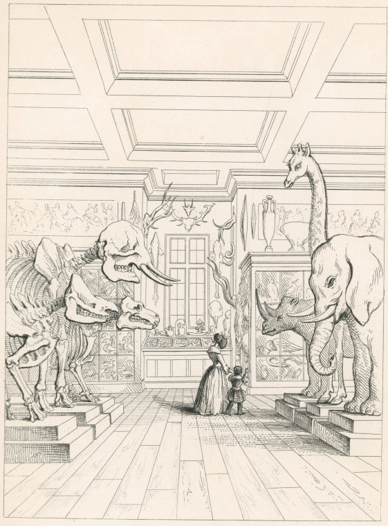 Saffron Walden Museum Display 1845 Copyright: Abridged Catalogue of Saffron Walden Museum 1845