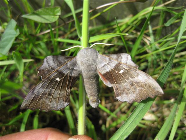 Poplar Hawkmoth. Copyright: Stephen Rolls