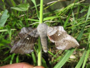 Poplar Hawkmoth. Copyright: Stephen Rolls