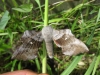 Poplar Hawkmoth. Copyright: Stephen Rolls