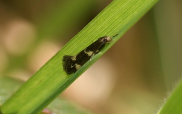 Elachista atricomella Copyright: Ben Sale