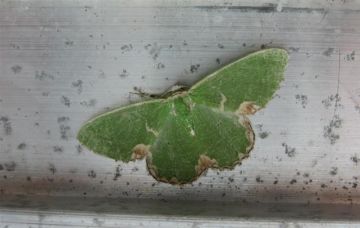 Blotched Emerald 2 Copyright: Stephen Rolls