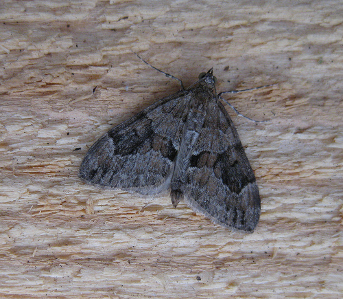 Grey Pine Carpet. Copyright: Stephen Rolls