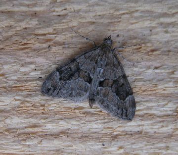 Grey Pine Carpet. Copyright: Stephen Rolls