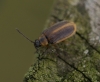 Galerucella lineola Copyright: Robert Smith