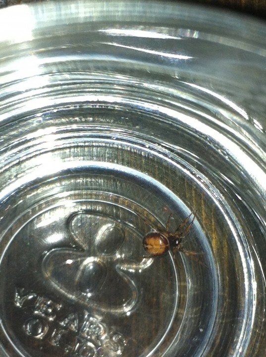 possibly a false widow Copyright: Laura Hawkins