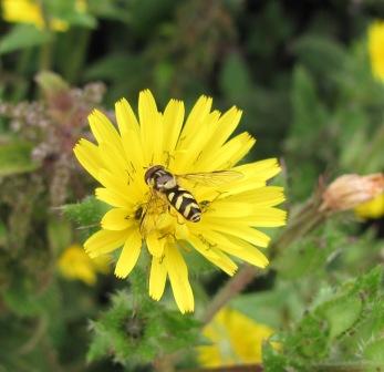 Dasysyrphus albostriatus - July 2011 Copyright: Graham Smith