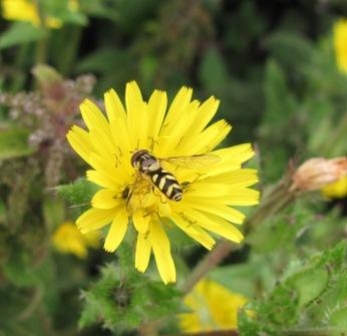 Dasysyrphus albostriatus - July 2011 Copyright: Graham Smith