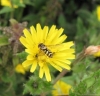 Dasysyrphus albostriatus - July 2011 