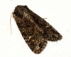 Dusky Brocade 3