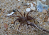 Cicurina cicur 