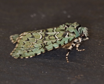 Merveille du Jour   Griposia aprilina  2 Copyright: Graham Ekins