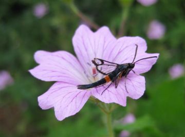 Red Belted Clearwing. Copyright: Stephen Rolls