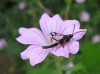 Red Belted Clearwing. Copyright: Stephen Rolls