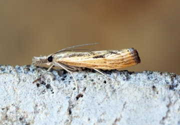 Agriphila inquinatella 1 Copyright: Ben Sale