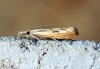 Agriphila inquinatella 1 Copyright: Ben Sale