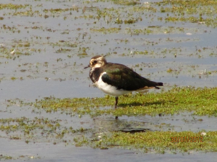 Lapwing Copyright: Graham Smith