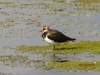 Lapwing 