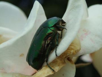 cetonia aurata (rose chafer) Copyright: I.Stone