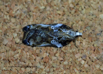 Acleris cristana 10 Copyright: Graham Ekins