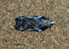 Acleris cristana 10