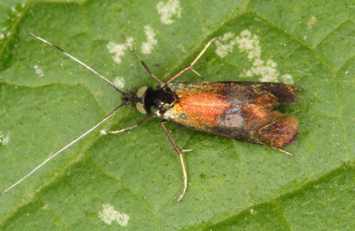 Nemophora fasciella Copyright: Peter Harvey