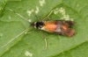 Nemophora fasciella