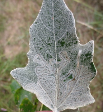 Phyllocistis xenia Copyright: Stephen Rolls