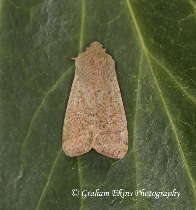 Small Quaker Orthosia cruda Copyright: Graham Ekins