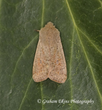 Small Quaker Orthosia cruda Copyright: Graham Ekins