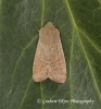 Small Quaker Orthosia cruda Copyright: Graham Ekins