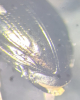 Notiophilus aquaticus apical set punc Copyright: Robert Smith