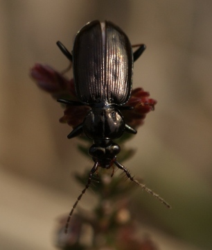 Loricera pilicornis 01 Copyright: Robert Smith