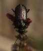 Loricera pilicornis 01 Copyright: Robert Smith