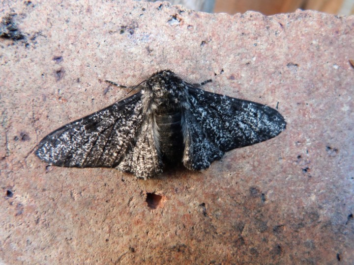 Peppered Moth dark morph Copyright: Graham Smith