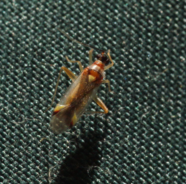 Campyloneura virgula Copyright: Robert Smith