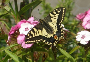 Swallowtail Copyright: Sue Grayston