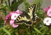 Swallowtail